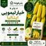 بذر خیار لیمویی ایتالیا