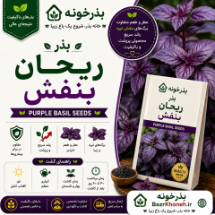 بذر ریحان بنفش