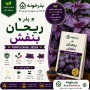 بذر ریحان بنفش