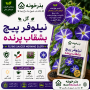 گل نیلوفر پیچ بشقاب پرنده