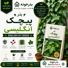 بذر پیچک انگلیسی