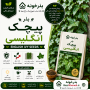 بذر پیچک انگلیسی