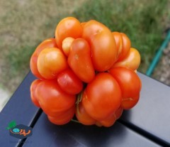گوجه فرنگی خاص سفر دریایی