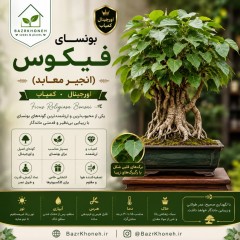 بونسای فیکوس (انجیر معابد) اورجینال کمیاب