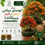 بذر کمیاب بونسای میکس نارنجی و قرمز پیراکانتا