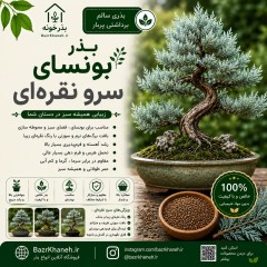 بذر بونسای سرو نقره ای ارگانیک
