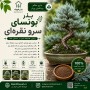 بذر بونسای سرو نقره ای ارگانیک
