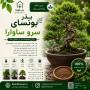 بذر بونسای سرو ساوارا