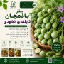 بذر بادمجان تایلندی نخودی