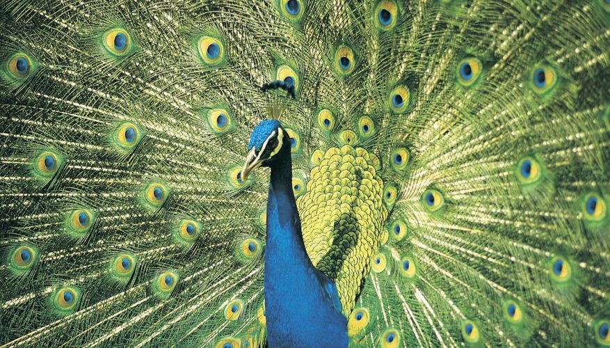 طاووس peacock