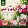 بذر گل زیبای قهر و آشتی Mimosa Pudica
