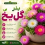 گل یخ Chimonanthus praecox کمیاب