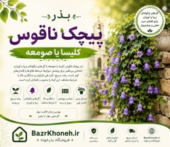 بذر پیچک ناقوس کلیسا یا صومعه