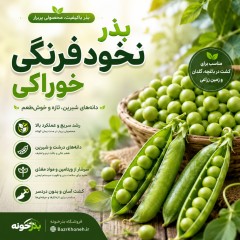 بذر نخود فرنگی خوراکی کمیاب