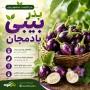 بذر بیبی بادمجان