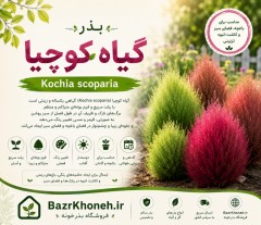 بذر گیاه کوچیا kochia scoparia