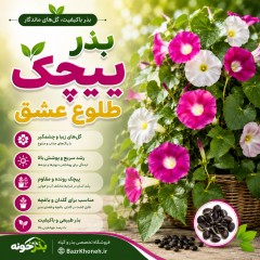 بذر پیچک طلوع عشق کمیاب