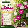 بذر پیچک طلوع عشق کمیاب