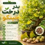 بذر درخت جینکو یا 40 سکه