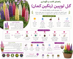 راهنمای کاشت گل لوپین رنگین کمان