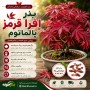 بذر افرا قرمز پالماتوم