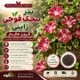 بذر پیچک فوجی ژاپنی قرمز خالدار