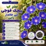 بذر پیچک فوجی آبی خالدار ژاپن