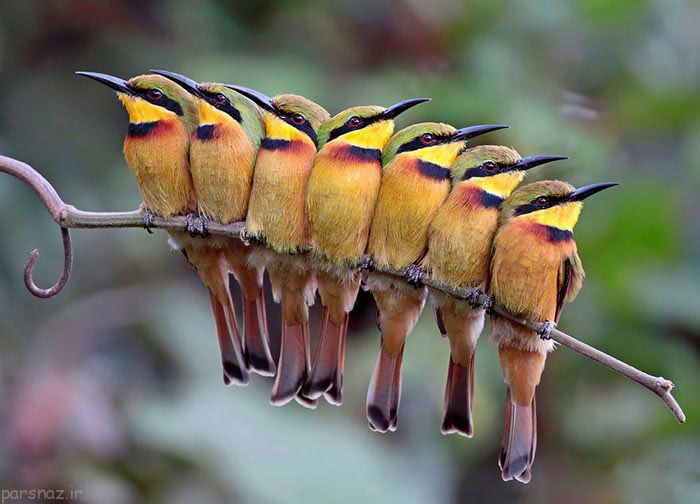تصاویری زیبا از حس نوع دوستی پرندگان