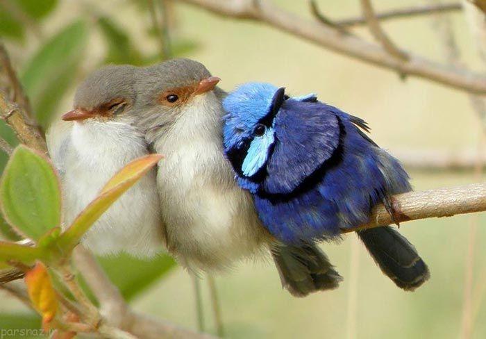 تصاویری زیبا از حس نوع دوستی پرندگان
