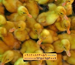 *جوجه اُردک گوشتی*