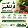 بذر اصل رو چطور از تقلبی تشخیص بدیم؟ | تا حالا بهش فکر کردی؟