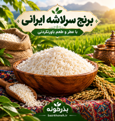 برنج سرلاشه شمال | محصول 1405